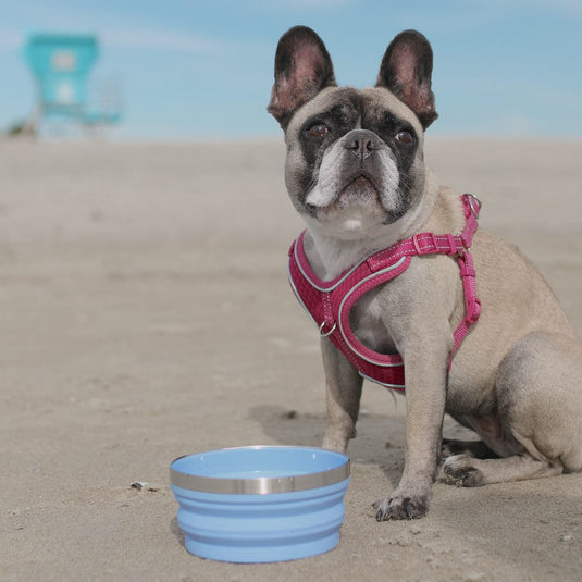 Collapsible Bowl by HYDAWAY