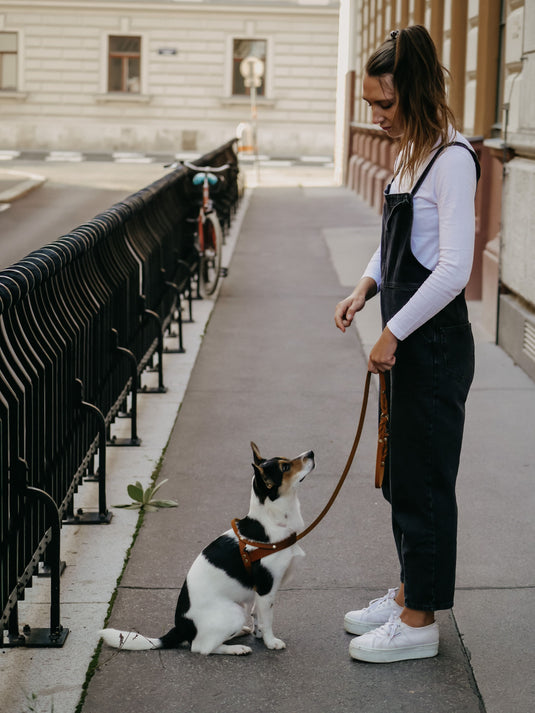 Butter Leather Dog Harness - Classic Brown by Molly And Stitch US