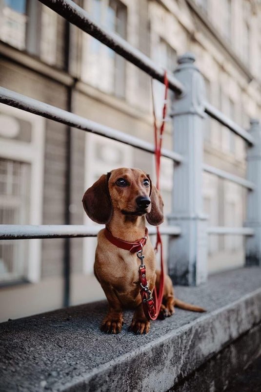 Butter Leather Dog Collar - Chili Red by Molly And Stitch US