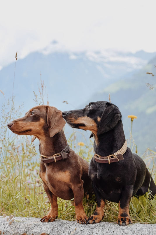 Touch of Leather Dog Collar - Chocolate by Molly And Stitch US