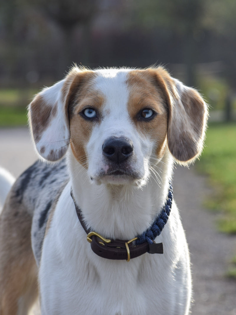 Load image into Gallery viewer, Touch of Leather Dog Collar - Navy by Molly And Stitch US
