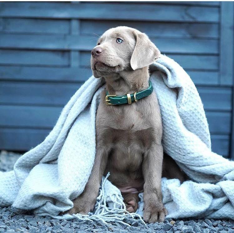 Load image into Gallery viewer, Butter Leather Dog Collar - Forest Green by Molly And Stitch US
