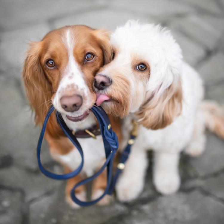 Load image into Gallery viewer, Butter Leather City Dog Leash - Navy Blue by Molly And Stitch US
