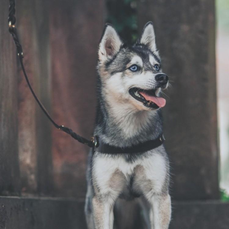 Load image into Gallery viewer, Butter Leather Dog Harness - Classic Brown by Molly And Stitch US
