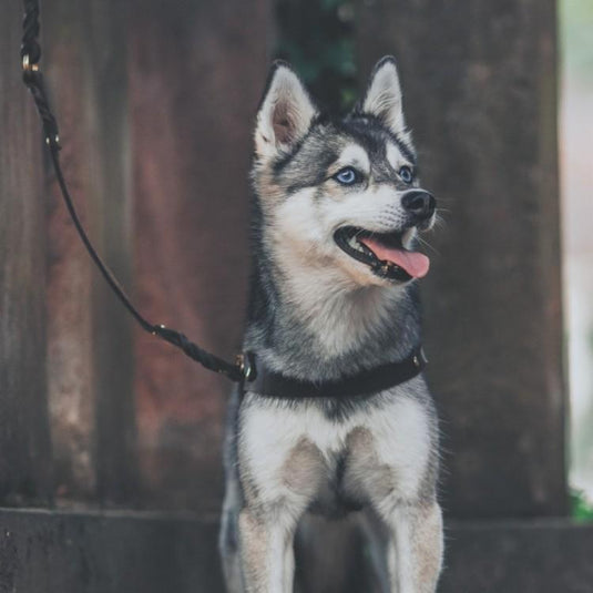 Butter Leather Dog Harness - Classic Brown by Molly And Stitch US