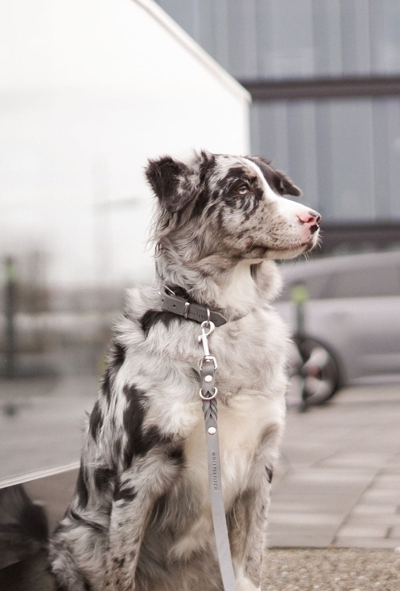 Load image into Gallery viewer, Butter Leather Dog Collar - Timeless Grey by Molly And Stitch US
